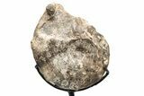 Cretaceous Ammonite (Mammites) Fossil with Metal Stand - Morocco #217416-2